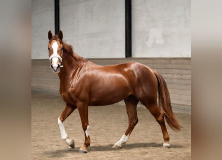 Oldenbourg, Jument, 3 Ans, 170 cm, Alezan brûlé