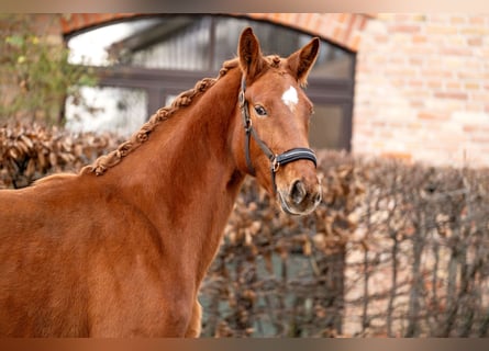 Oldenbourg, Jument, 3 Ans, 170 cm, Alezan