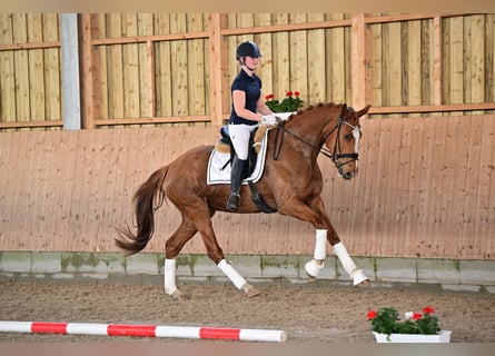 Oldenbourg, Jument, 3 Ans, 170 cm, Alezan