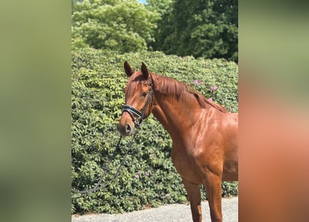 Oldenbourg, Jument, 3 Ans, 170 cm, Alezan