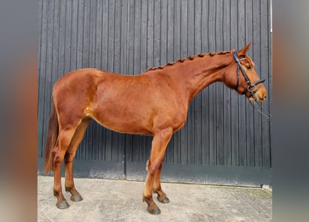 Oldenbourg, Jument, 3 Ans, 170 cm, Alezan