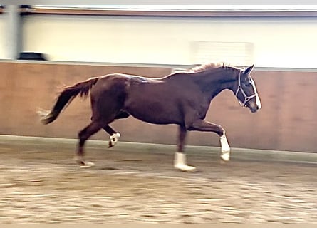 Oldenbourg, Jument, 3 Ans, 170 cm, Alezan