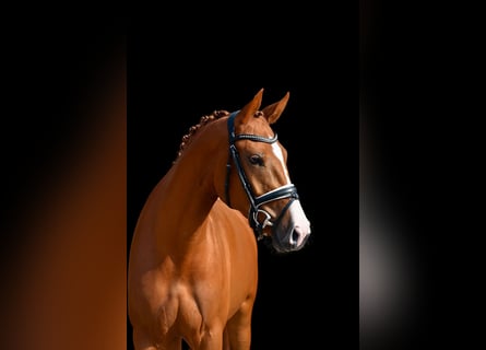 Oldenbourg, Jument, 3 Ans, 170 cm, Alezan