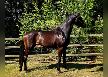 Oldenbourg, Jument, 3 Ans, 170 cm, Bai brun foncé