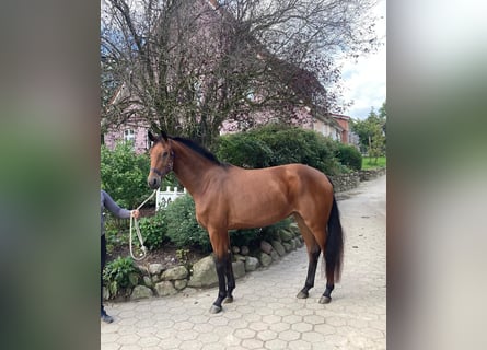 Oldenbourg, Jument, 3 Ans, 170 cm, Bai