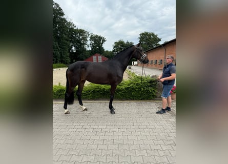 Oldenbourg, Jument, 3 Ans, 170 cm, Bai