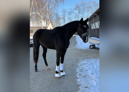 Oldenbourg, Jument, 3 Ans, 170 cm, Noir