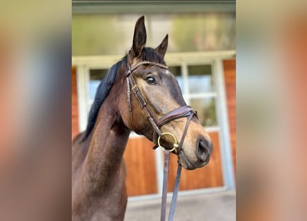 Oldenbourg, Jument, 3 Ans, 172 cm, Buckskin
