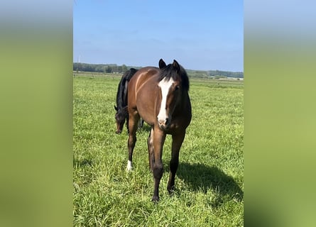 Oldenbourg, Jument, 3 Ans, Bai