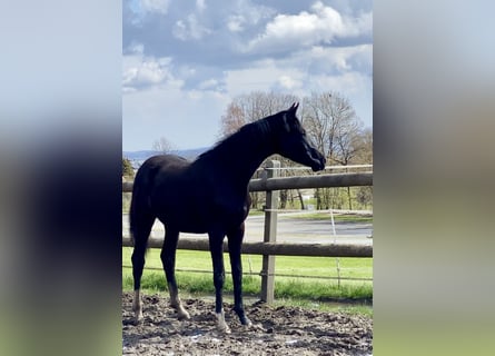 Oldenbourg, Jument, 3 Ans, Noir