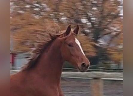 Oldenbourg, Jument, 4 Ans, 156 cm, Alezan