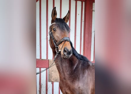 Oldenbourg, Jument, 4 Ans, 156 cm, Bai