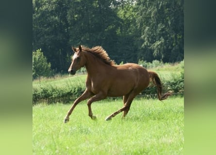 Oldenbourg, Jument, 4 Ans, 160 cm, Alezan