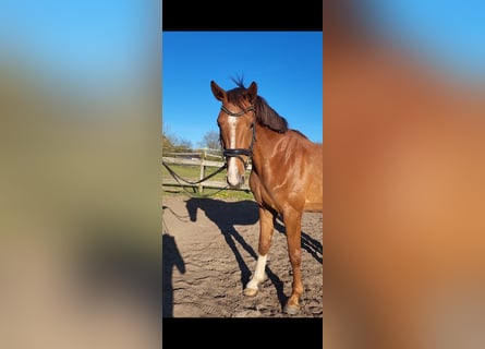 Oldenbourg, Jument, 4 Ans, 160 cm, Alezan