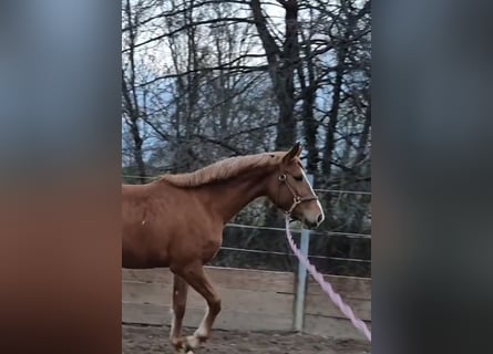 Oldenbourg, Jument, 4 Ans, 160 cm, Alezan