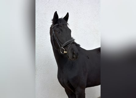 Oldenbourg, Jument, 4 Ans, 160 cm, Noir