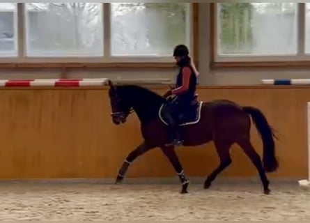 Oldenbourg, Jument, 4 Ans, 161 cm, Bai brun