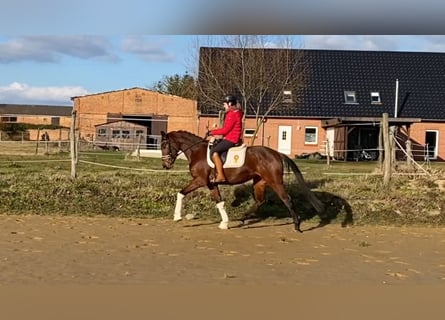 Oldenbourg, Jument, 4 Ans, 161 cm, Bai