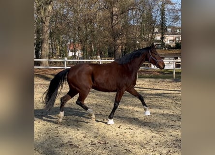Oldenbourg, Jument, 4 Ans, 161 cm, Bai