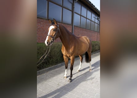 Oldenbourg, Jument, 4 Ans, 161 cm, Bai