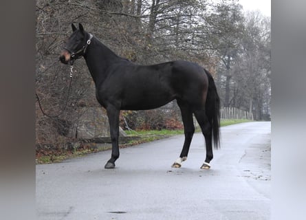 Oldenbourg, Jument, 4 Ans, 162 cm, Bai brun