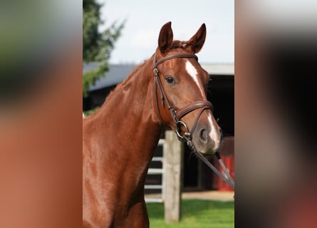 Oldenbourg, Jument, 4 Ans, 164 cm, Alezan