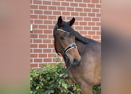 Oldenbourg, Jument, 4 Ans, 164 cm, Bai