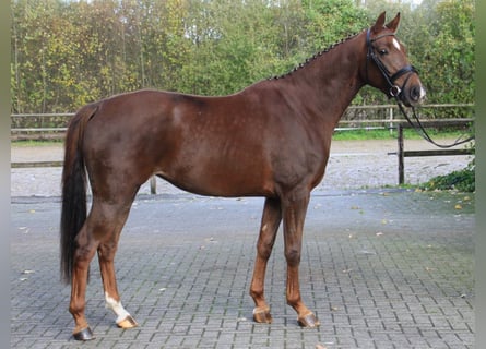 Oldenbourg, Jument, 4 Ans, 165 cm, Alezan brûlé