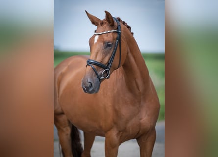 Oldenbourg, Jument, 4 Ans, 165 cm, Alezan