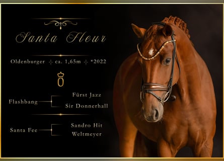 Oldenbourg, Jument, 4 Ans, 165 cm, Alezan
