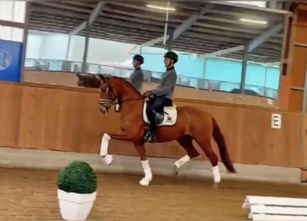 Oldenbourg, Jument, 4 Ans, 165 cm, Alezan