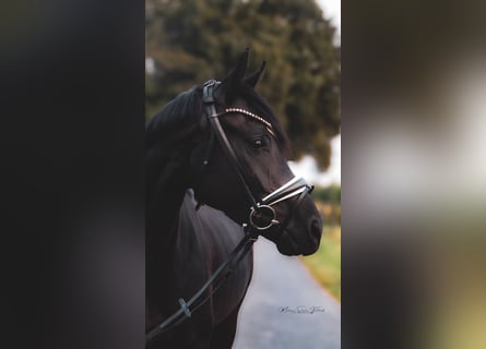 Oldenbourg, Jument, 4 Ans, 165 cm, Noir