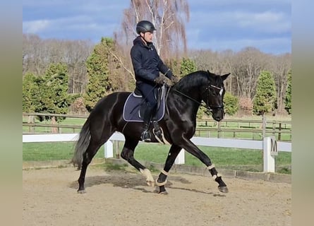 Oldenbourg, Jument, 4 Ans, 165 cm, Noir