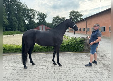 Oldenbourg, Jument, 4 Ans, 165 cm, Noir