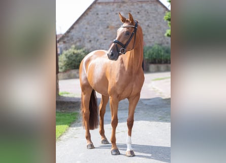 Oldenbourg, Jument, 4 Ans, 166 cm, Alezan