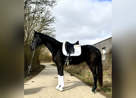 Oldenbourg, Jument, 4 Ans, 166 cm, Noir