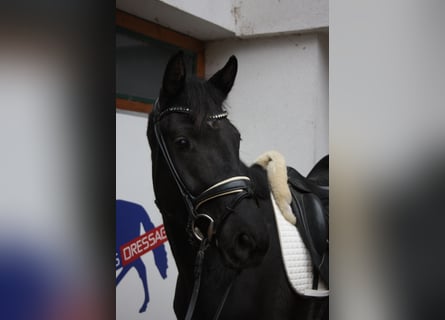 Oldenbourg, Jument, 4 Ans, 166 cm, Noir