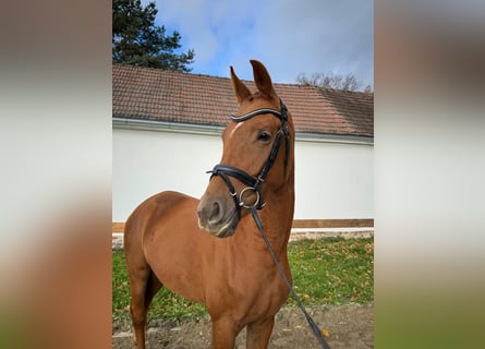 Oldenbourg, Jument, 4 Ans, 167 cm, Alezan brûlé