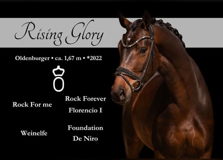 Oldenbourg, Jument, 4 Ans, 167 cm, Bai brun