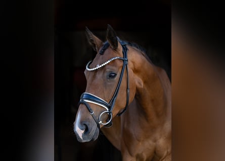 Oldenbourg, Jument, 4 Ans, 167 cm, Bai
