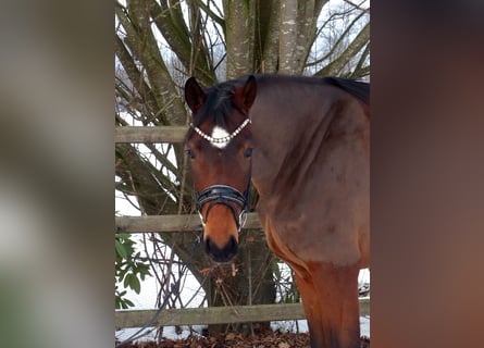 Oldenbourg, Jument, 4 Ans, 167 cm, Bai