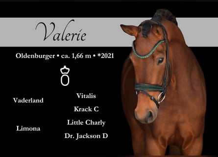 Oldenbourg, Jument, 4 Ans, 167 cm, Bai