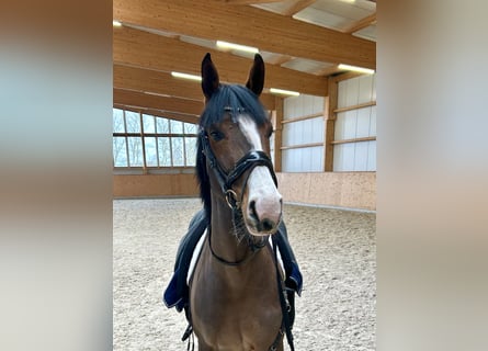 Oldenbourg, Jument, 4 Ans, 167 cm, Bai