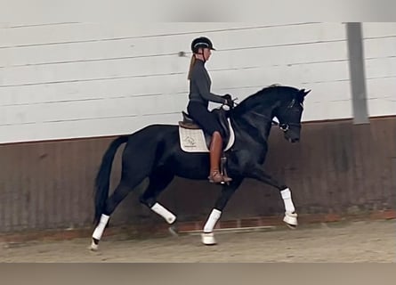 Oldenbourg, Jument, 4 Ans, 167 cm, Noir