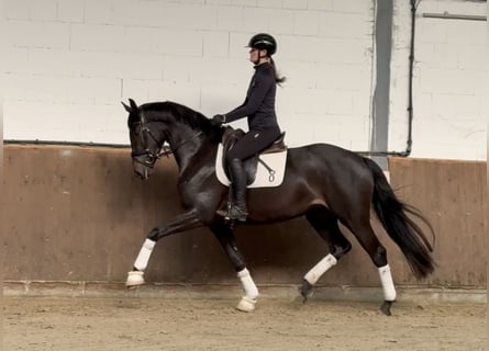 Oldenbourg, Jument, 4 Ans, 168 cm, Bai brun foncé