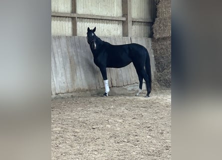 Oldenbourg, Jument, 4 Ans, 168 cm, Bai brun foncé