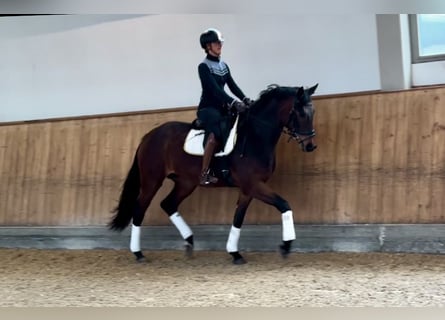 Oldenbourg, Jument, 4 Ans, 168 cm, Bai