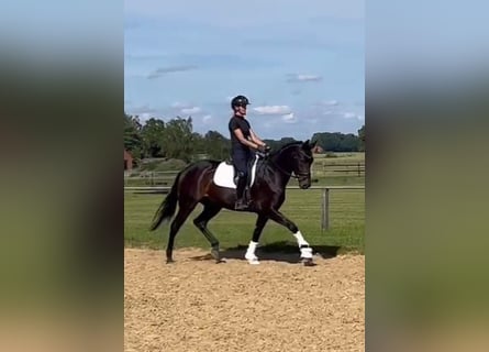 Oldenbourg, Jument, 4 Ans, 168 cm, Noir