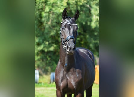 Oldenbourg, Jument, 4 Ans, 168 cm, Noir