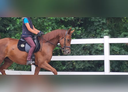 Oldenbourg, Jument, 4 Ans, 169 cm, Alezan